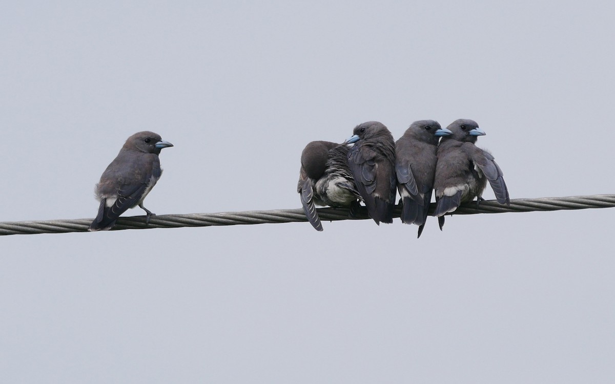 Ashy Woodswallow - ML468692231