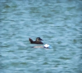 White-headed Duck - Ramachandran Rajagopal