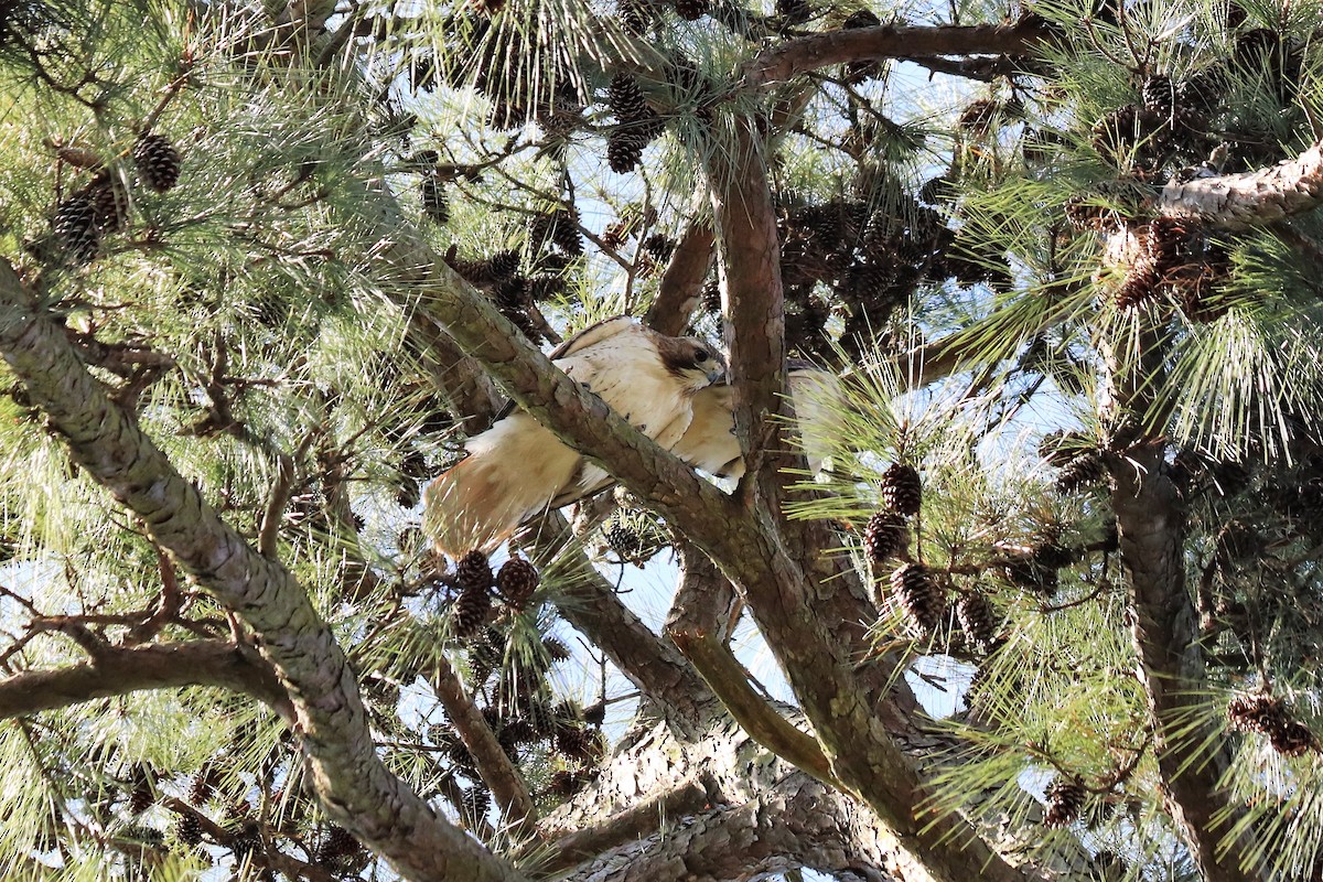 Red-tailed Hawk - Angel Zakharia