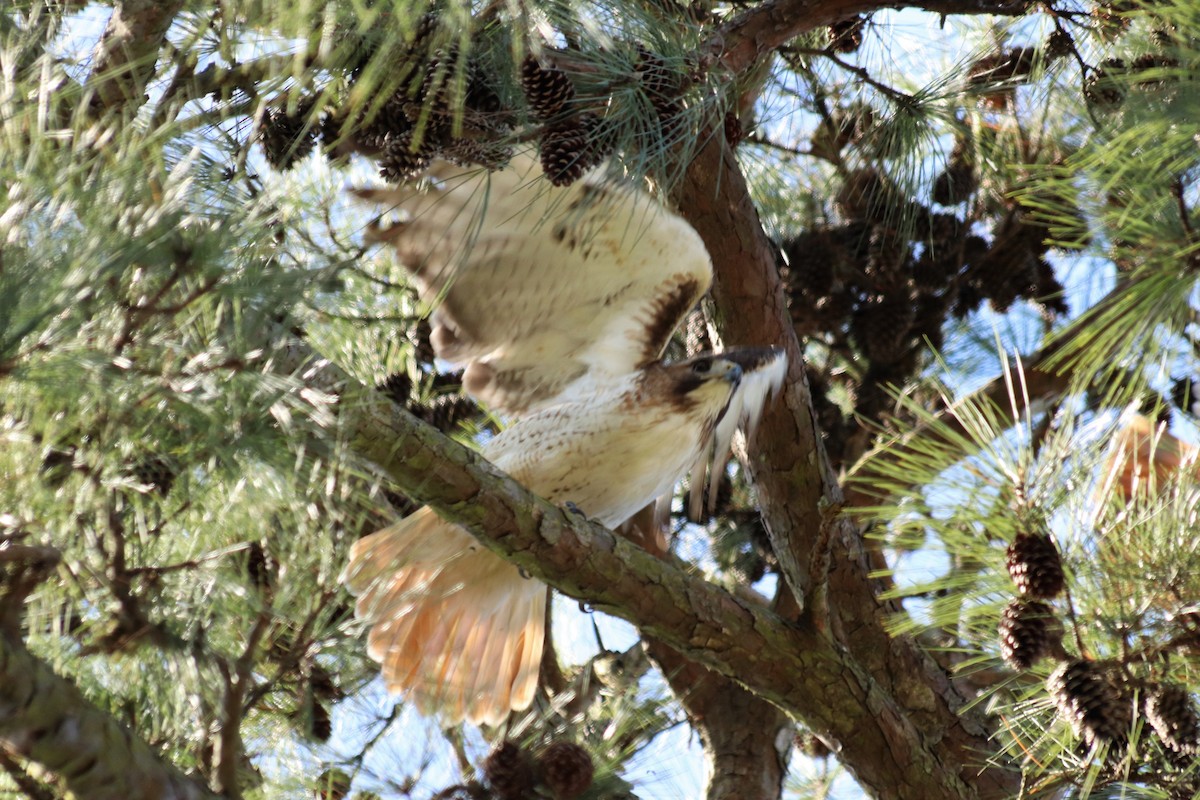 Red-tailed Hawk - Angel Zakharia