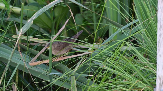 Common Grasshopper Warbler - ML468693471