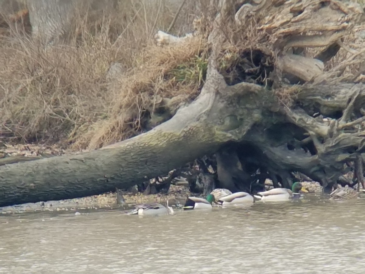 Northern Pintail - ML46869501