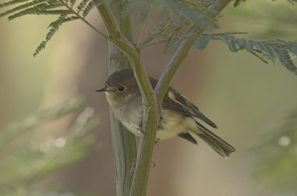 Pink Robin - ML468695731