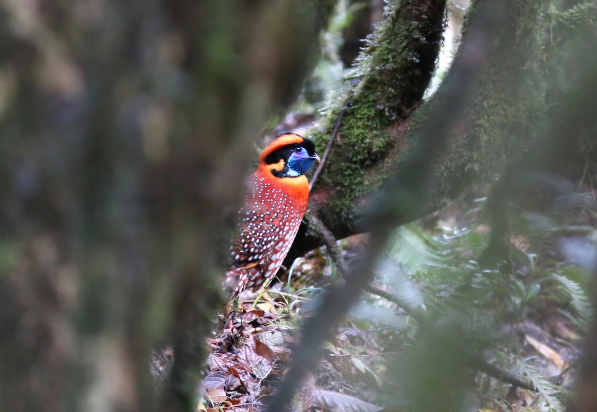 Temminck's Tragopan - ML468695911