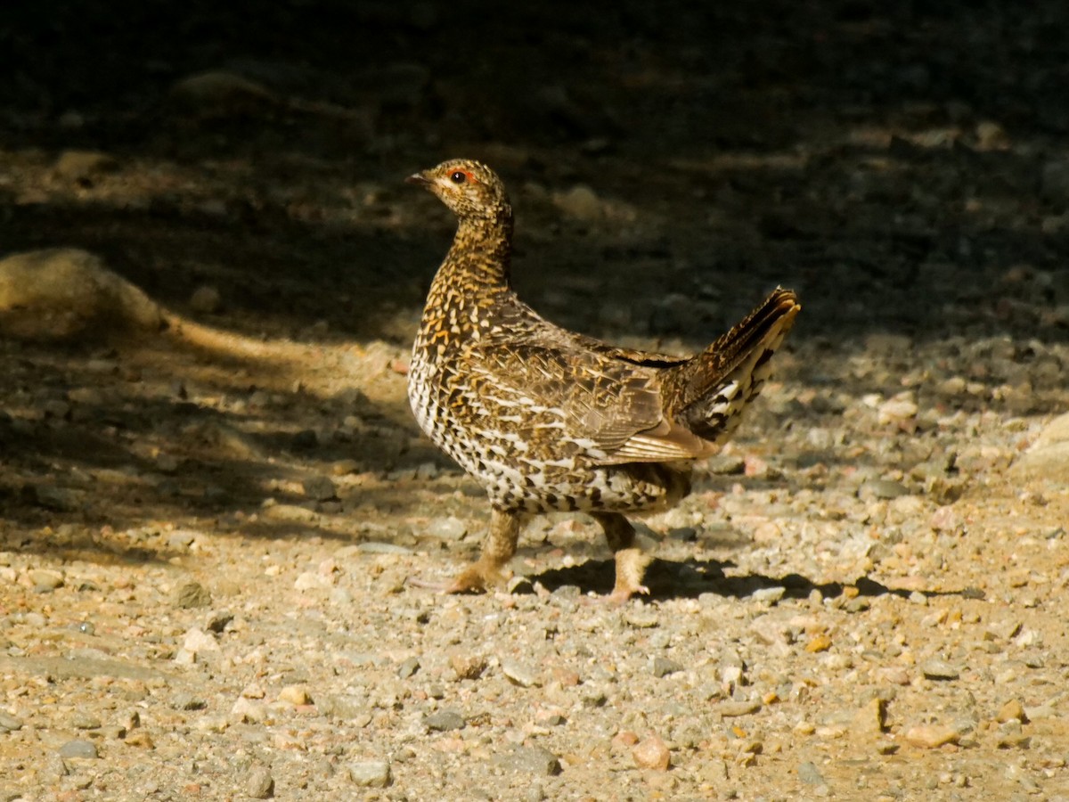 Spruce Grouse - ML468696021