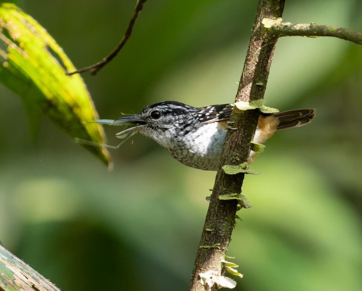 Manicore Warbling-Antbird - Simon Colenutt