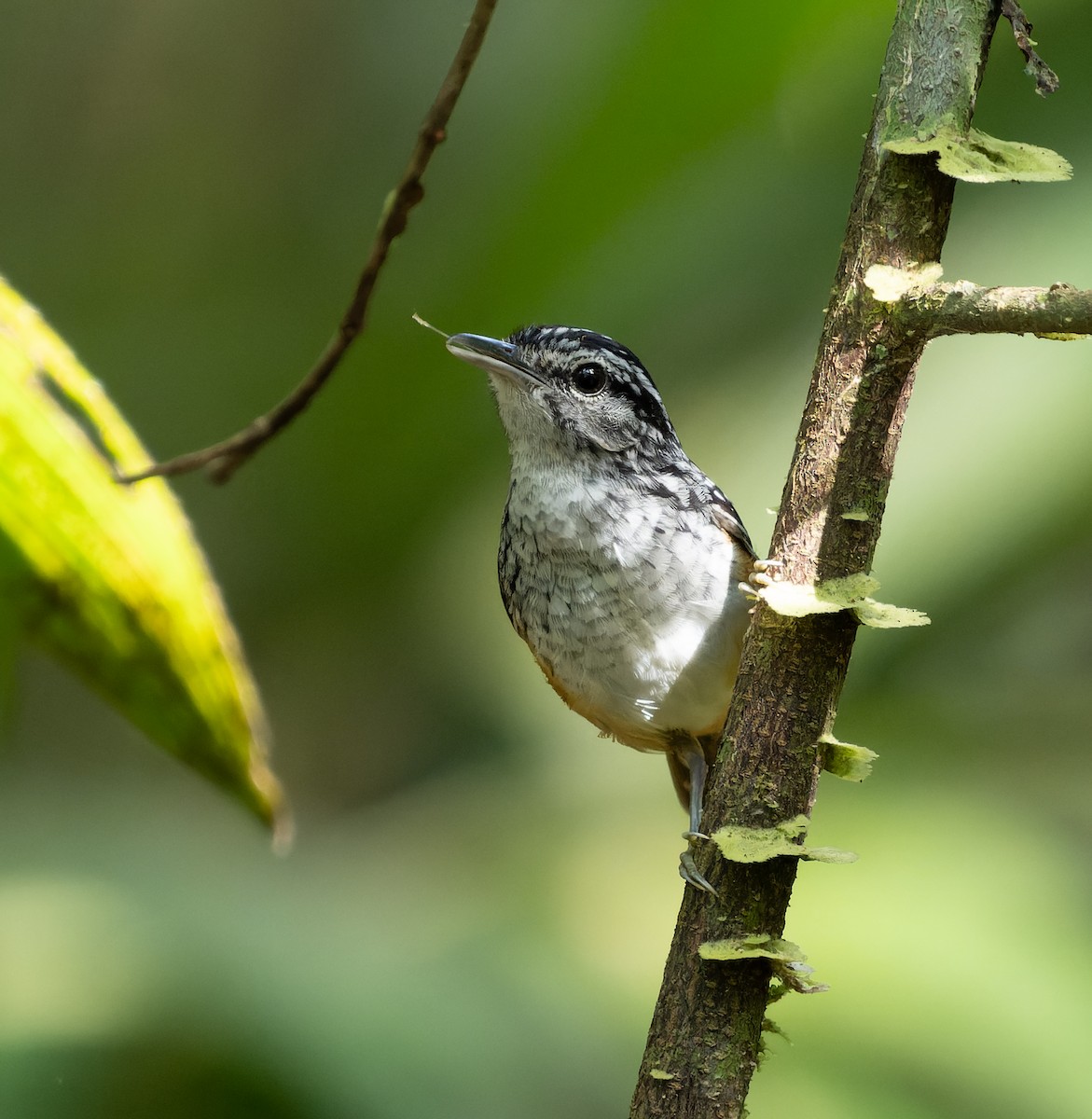 Manicore Warbling-Antbird - Simon Colenutt