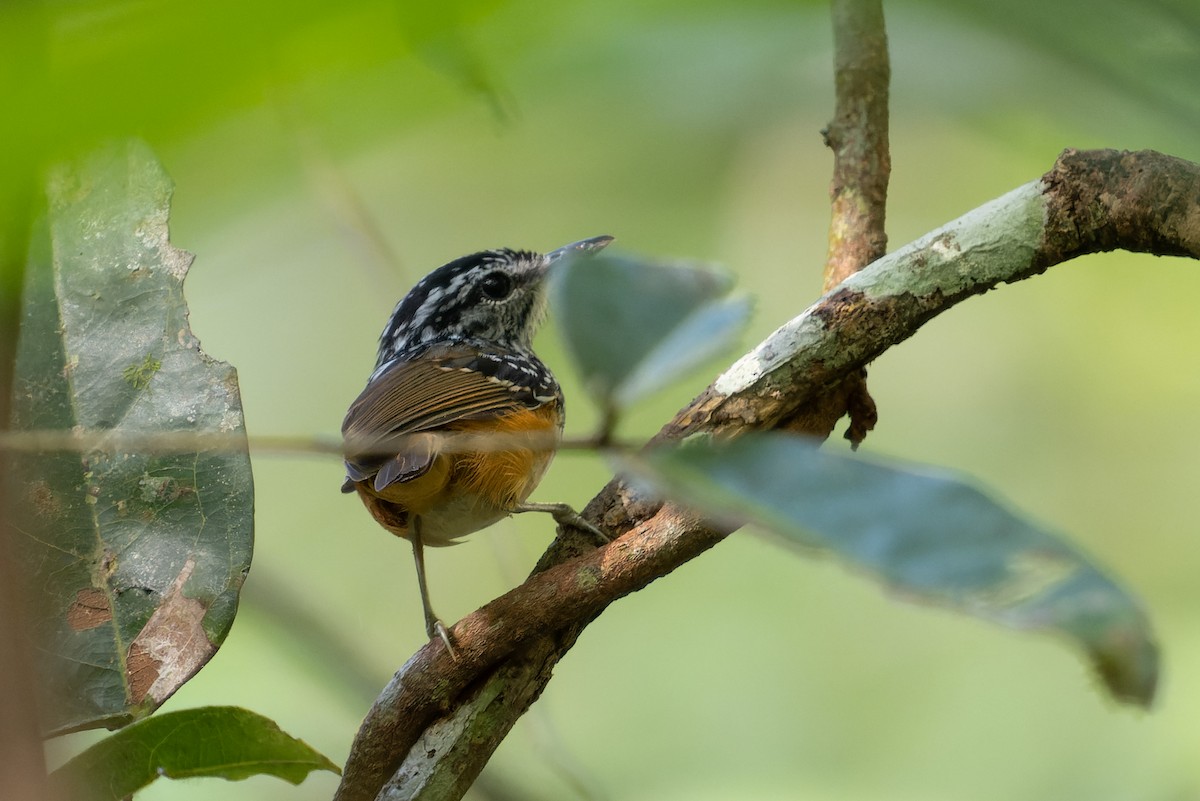 Manicore Warbling-Antbird - Simon Colenutt