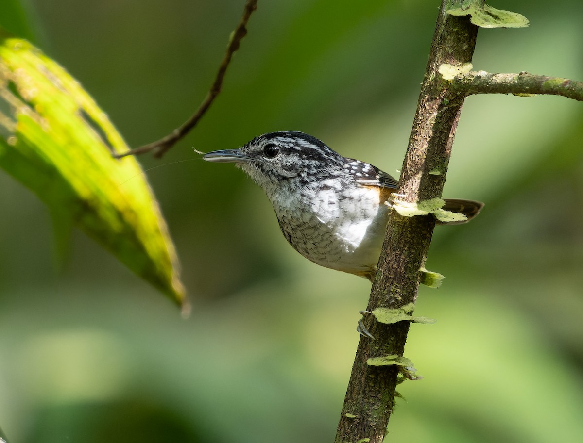 Manicore Warbling-Antbird - Simon Colenutt