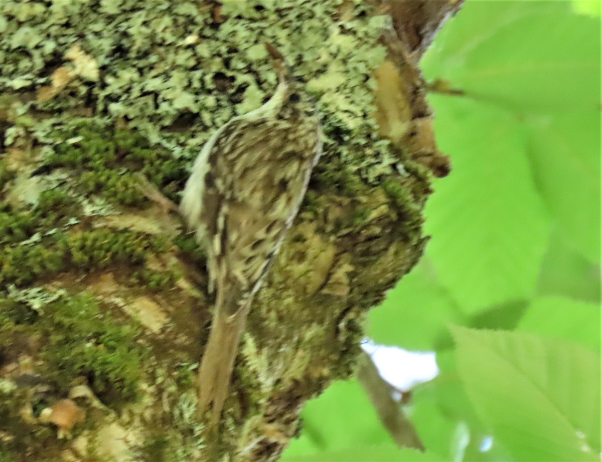 Brown Creeper - ML468697861