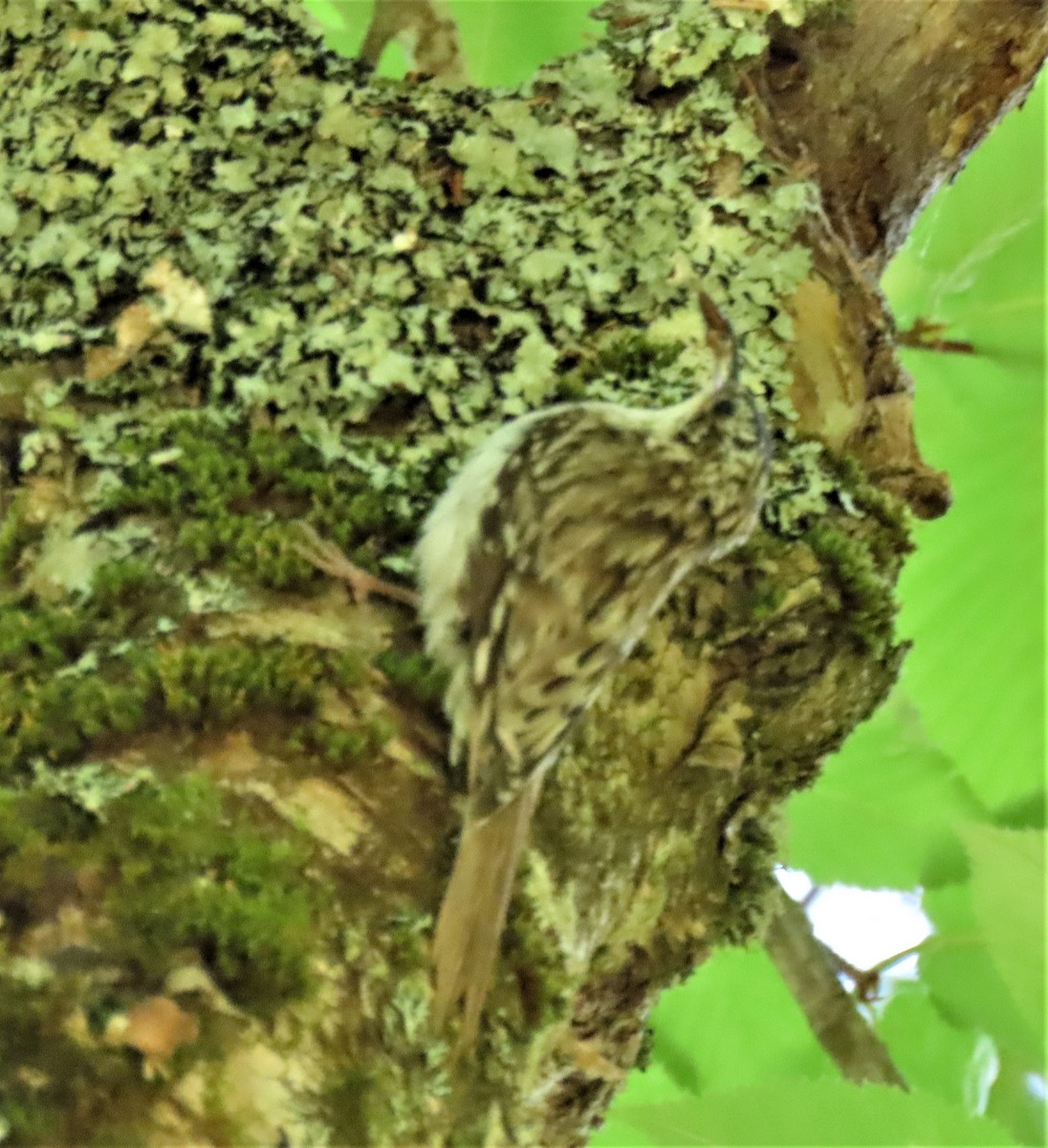 Brown Creeper - ML468697871