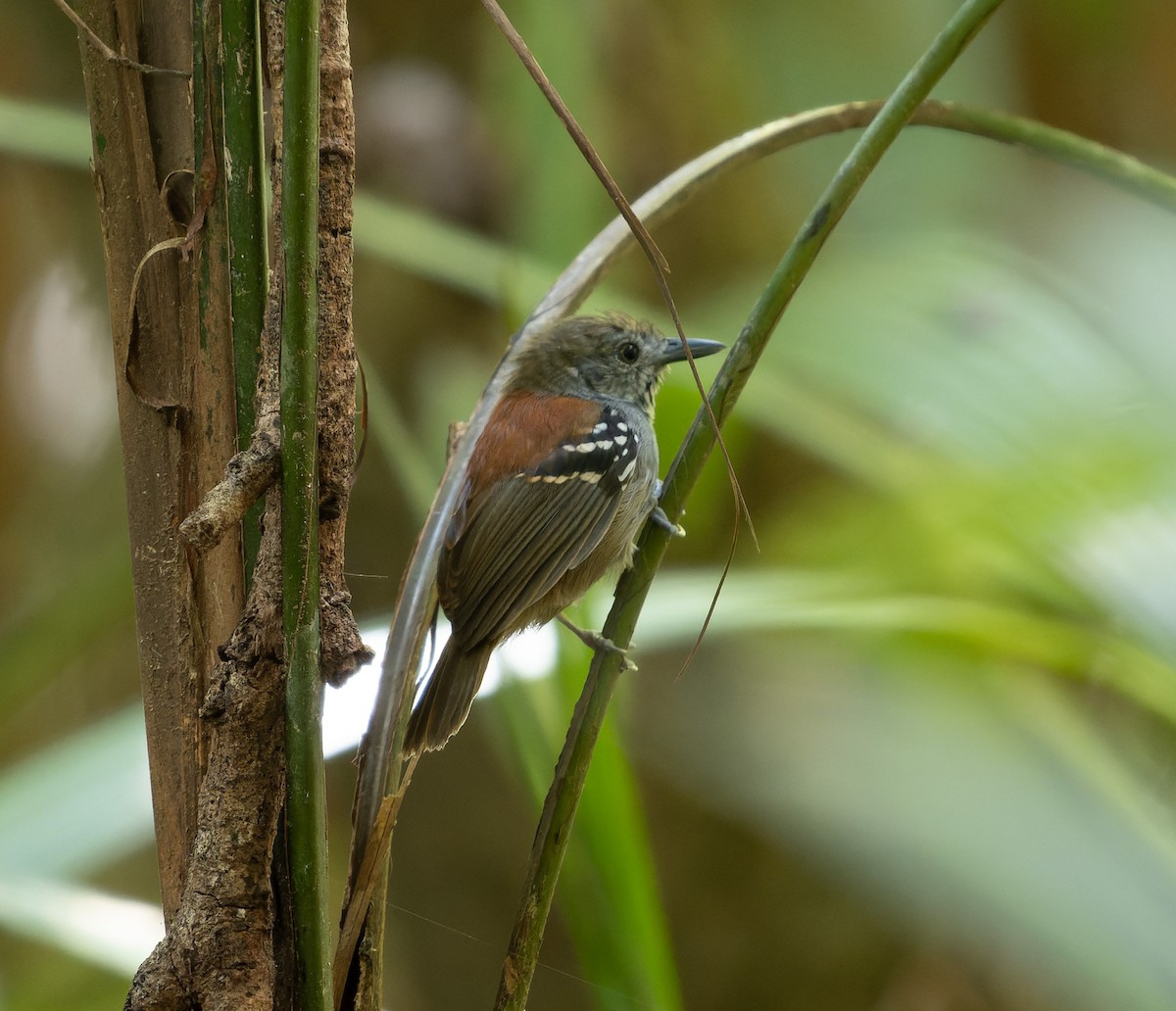 Rio Madeira Stipplethroat (Roosevelt) - ML468698011