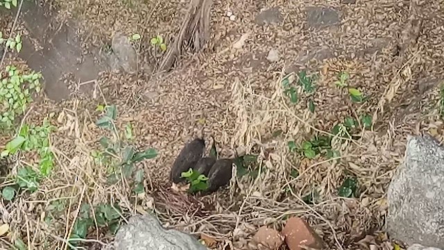 Indian Peafowl - ML468699281