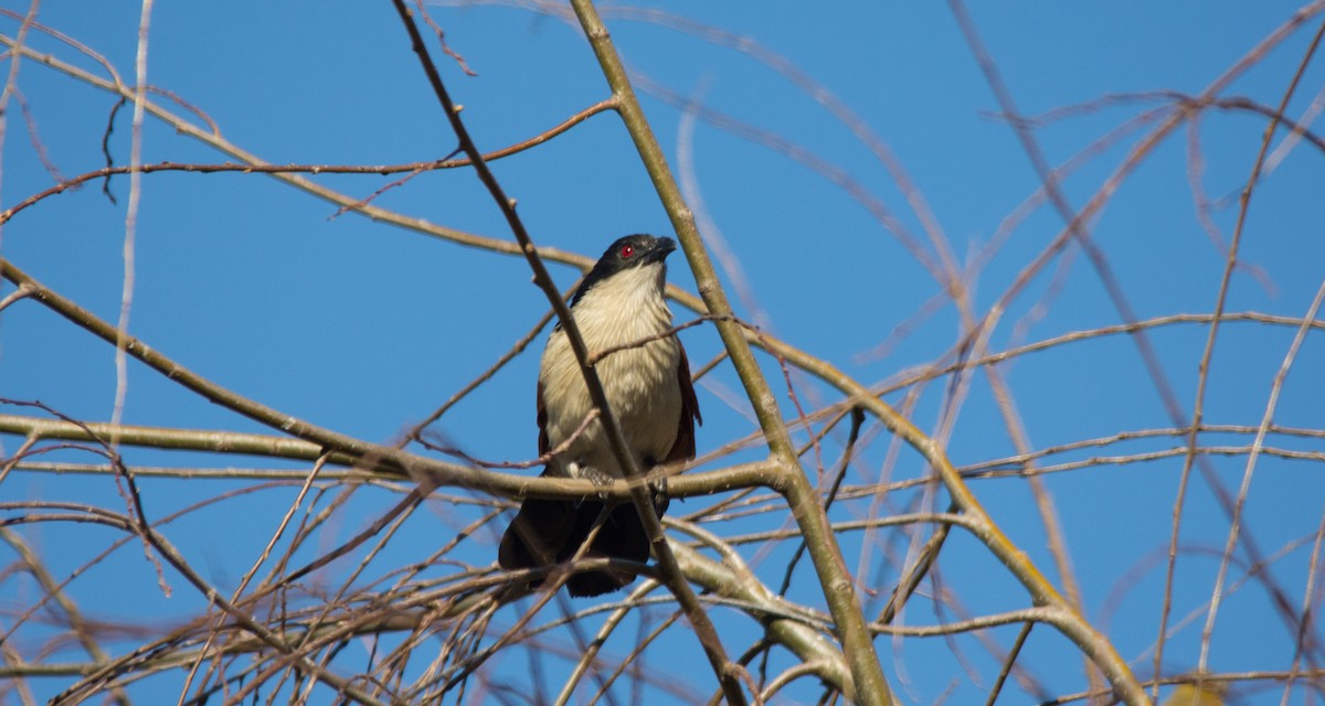 White-browed Coucal - ML468699501