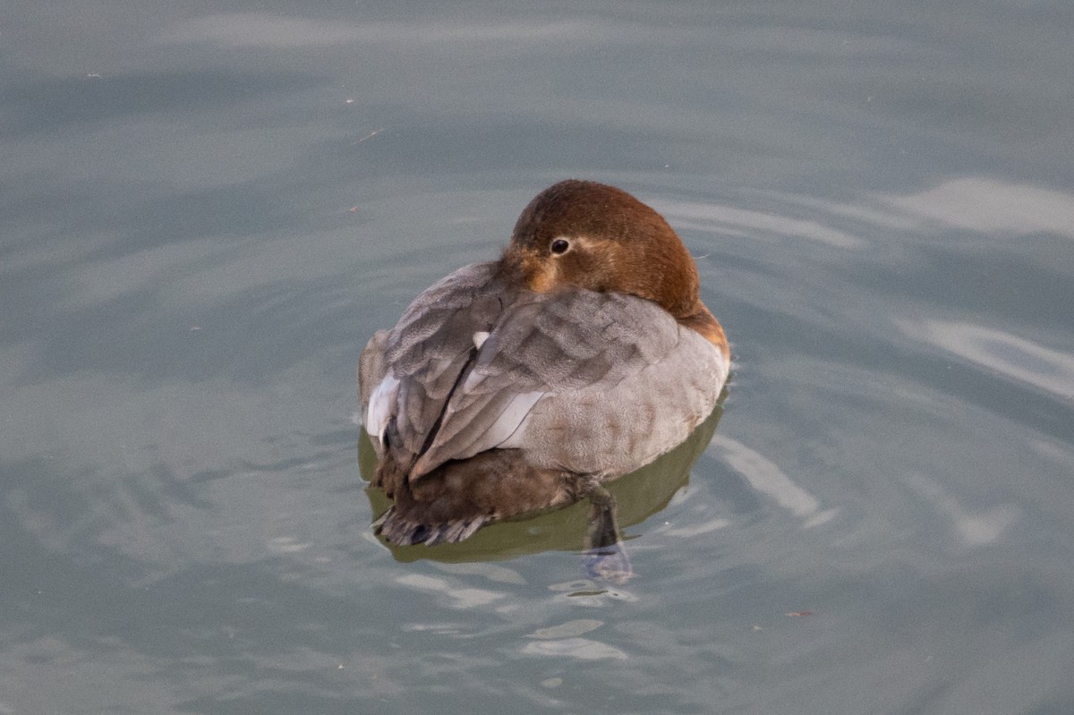 Common Pochard - ML468700061