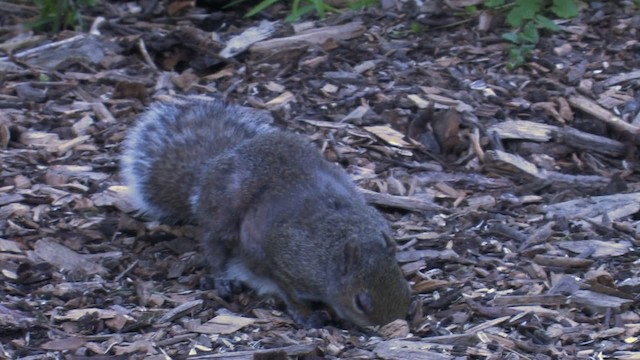 eastern gray squirrel - ML468702