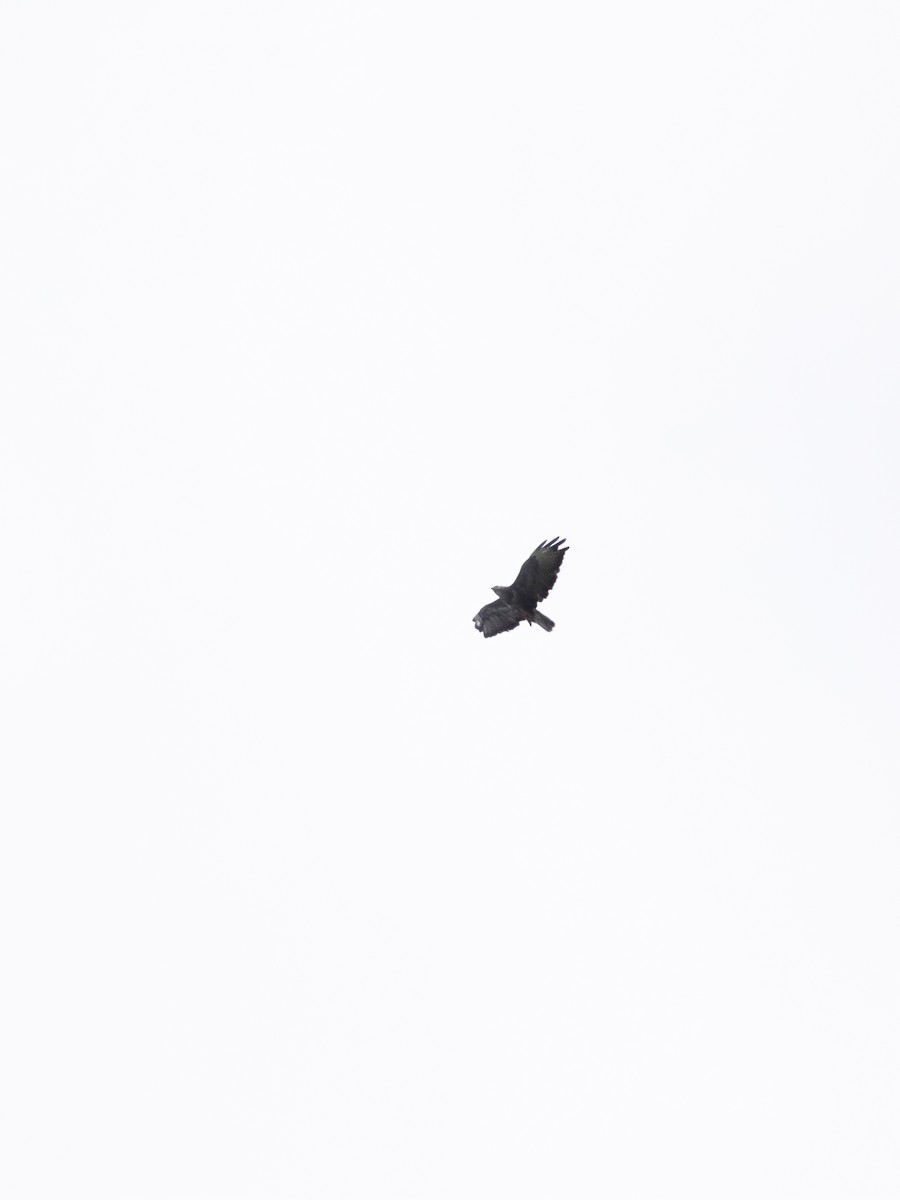 Common Buzzard - ML468702041