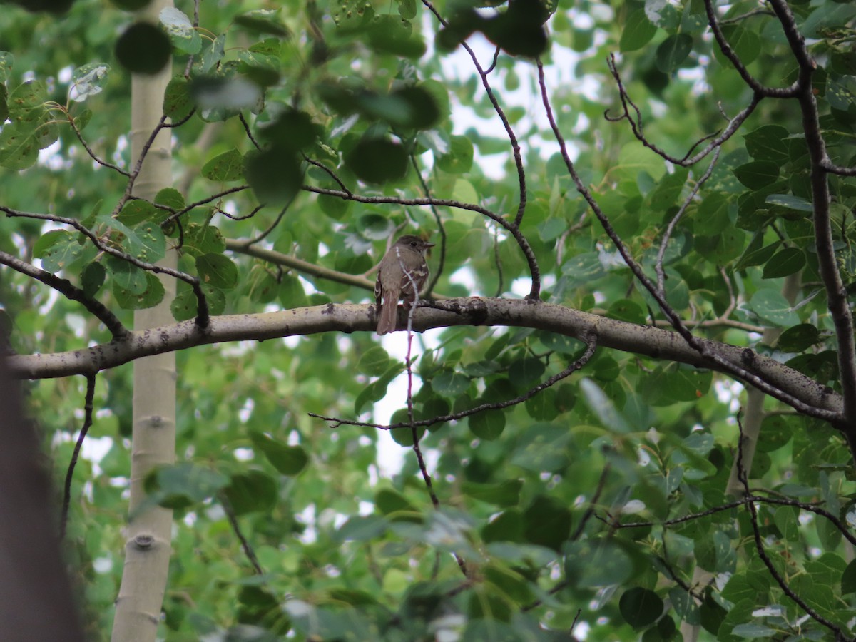 Least Flycatcher - ML468702131