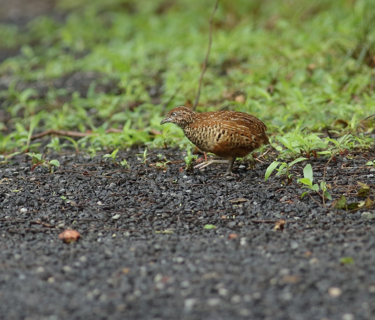 Barred Buttonquail - ML468702661