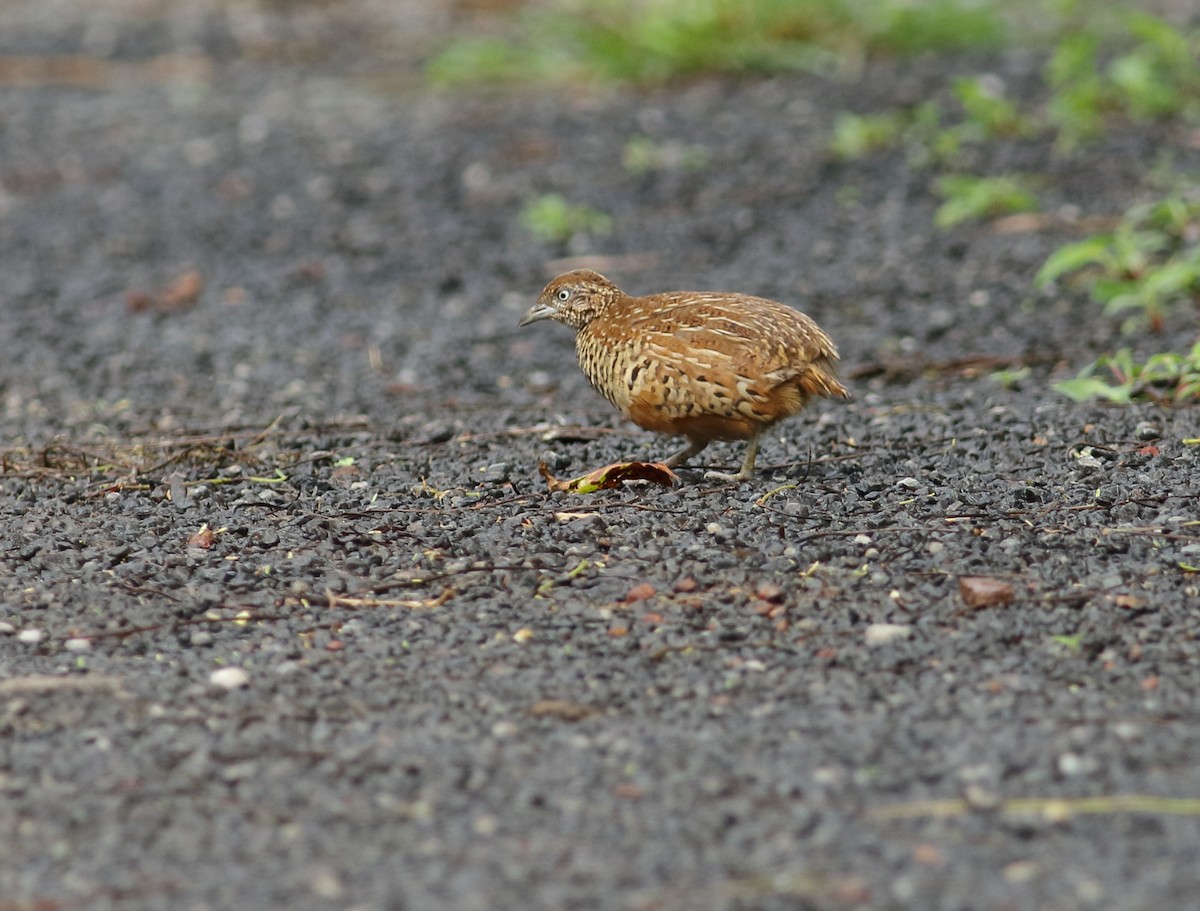 Barred Buttonquail - ML468702671