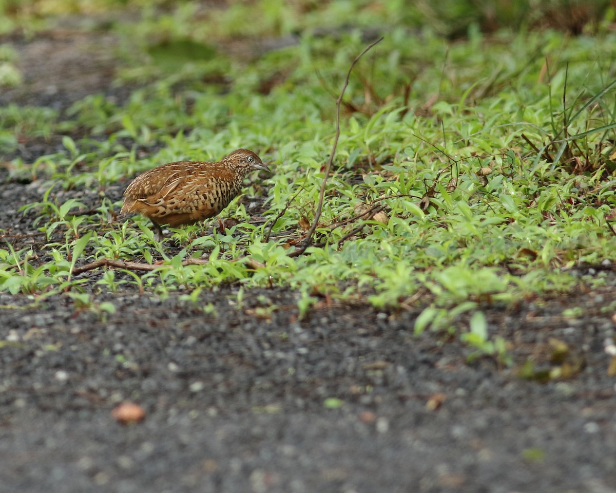 Barred Buttonquail - ML468702681