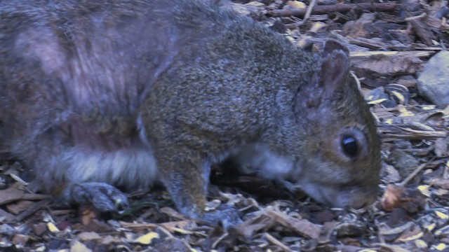 eastern gray squirrel - ML468703