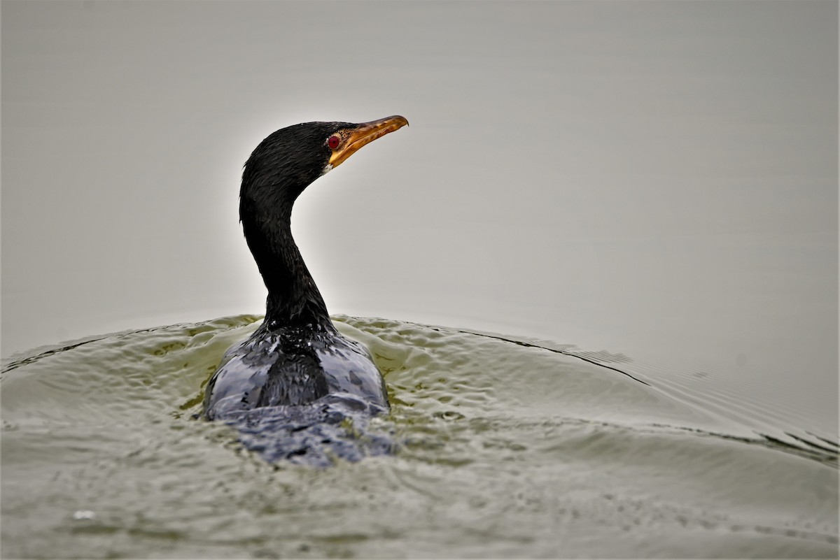 Long-tailed Cormorant - Nicole Wreyford