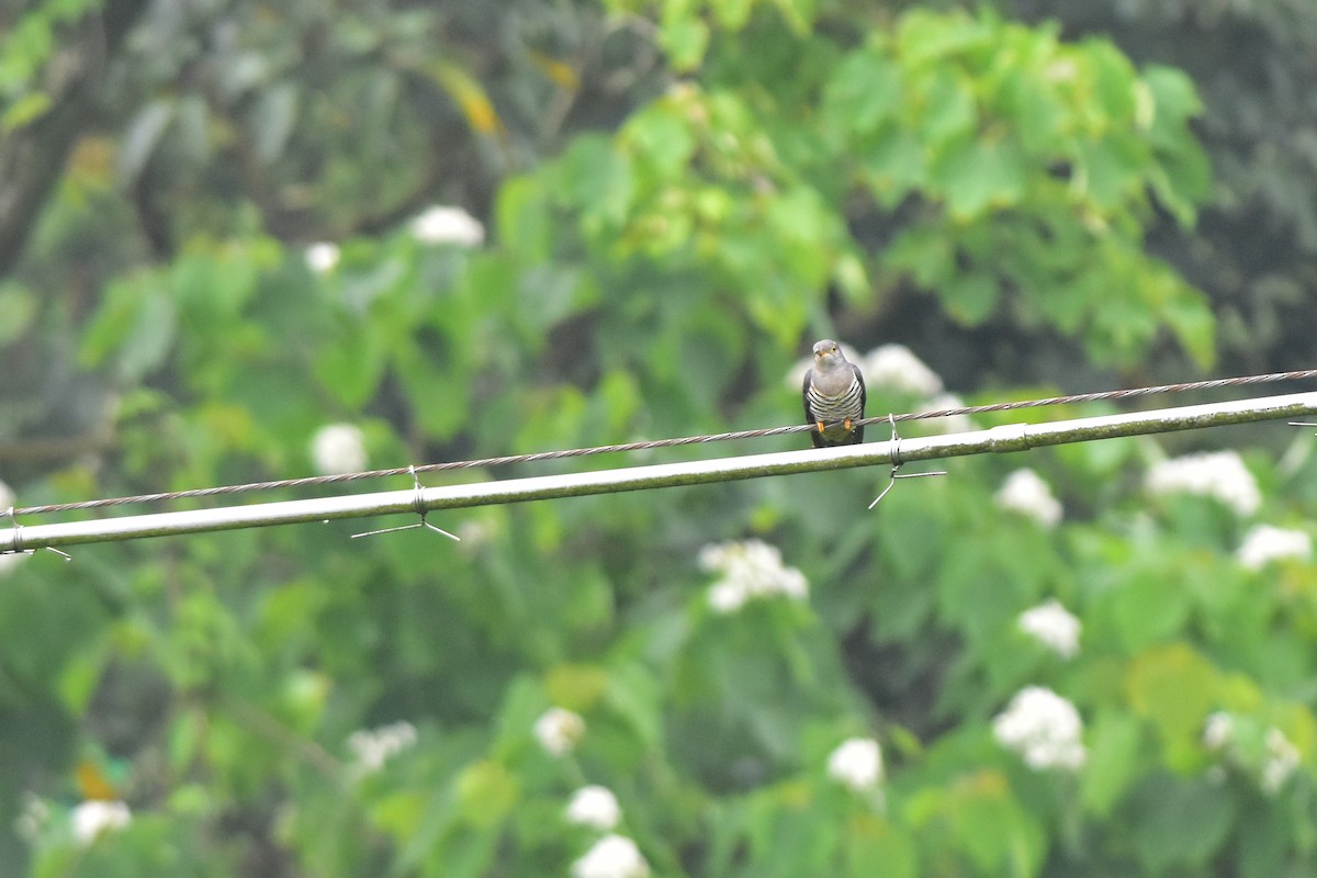 Lesser Cuckoo - ML468704041