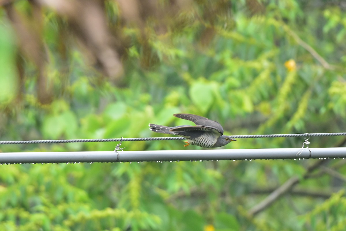 Lesser Cuckoo - ML468704061