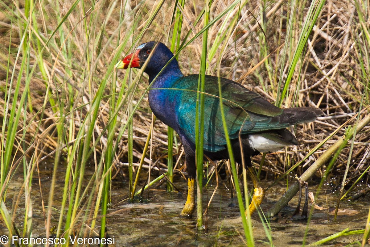 Purple Gallinule - ML468704111