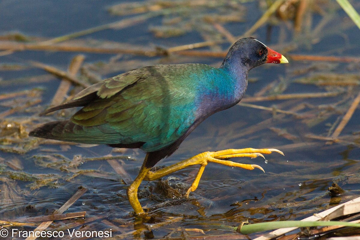 Purple Gallinule - ML468704121