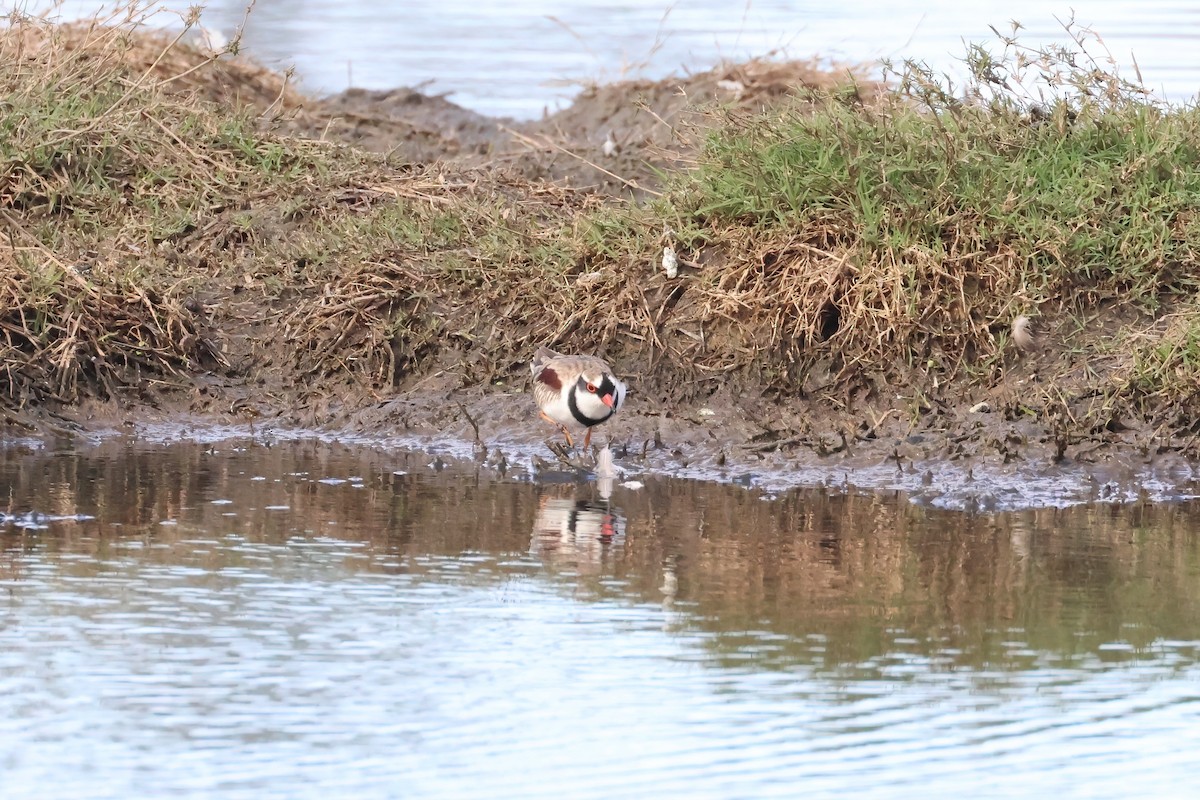 Black-fronted Dotterel - Dennis Devers