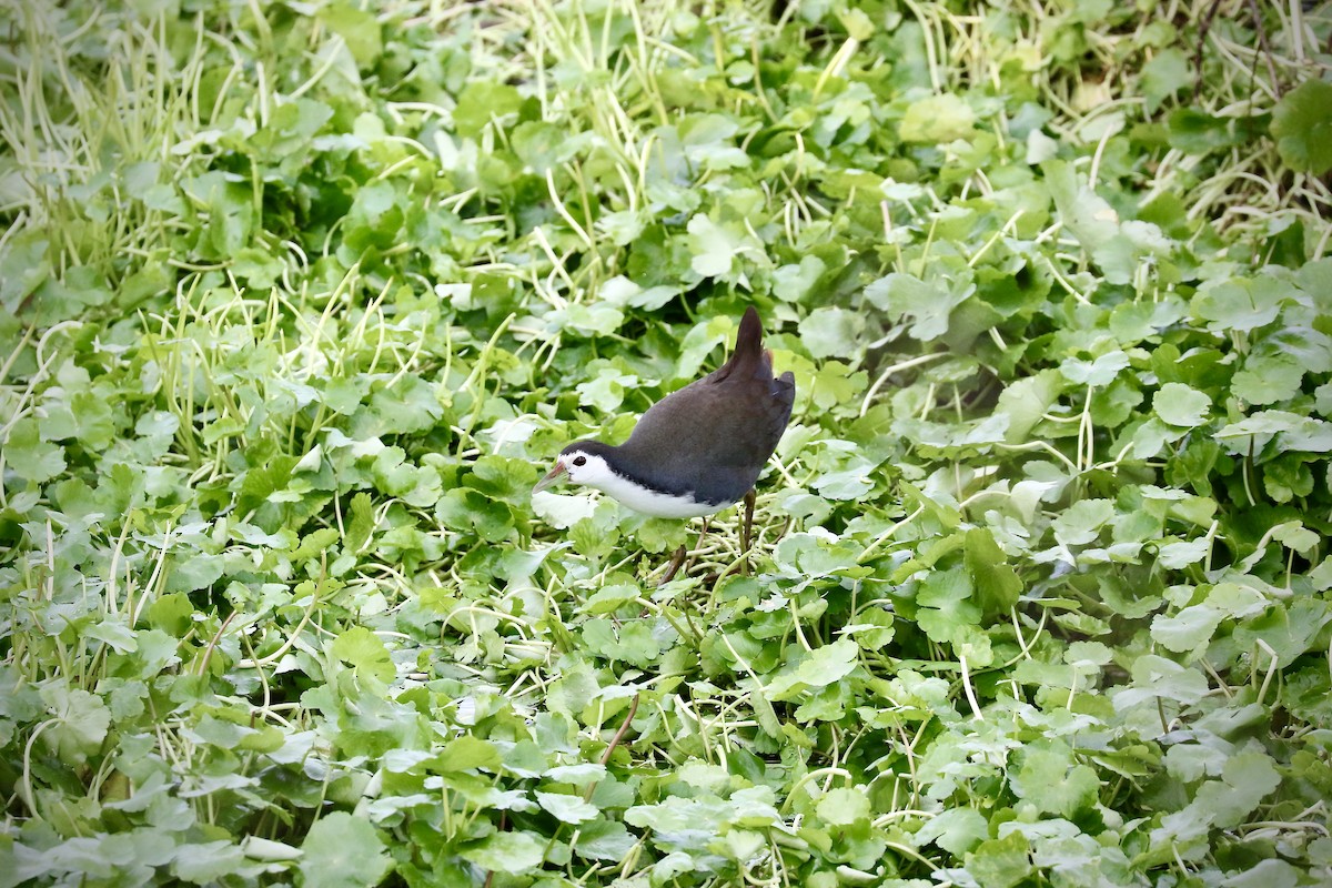 White-breasted Waterhen - ML468704891