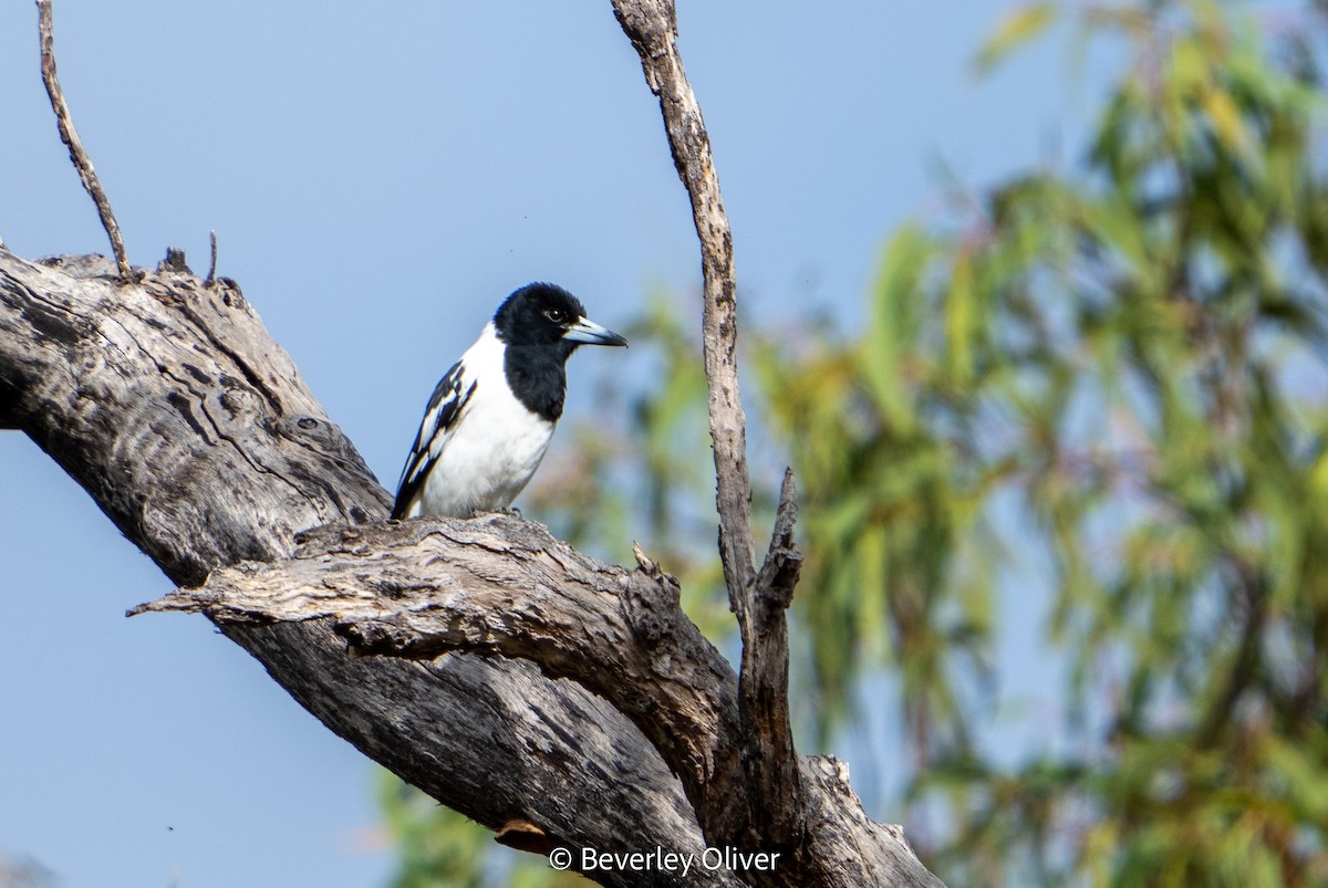 Pied Butcherbird - ML468705861