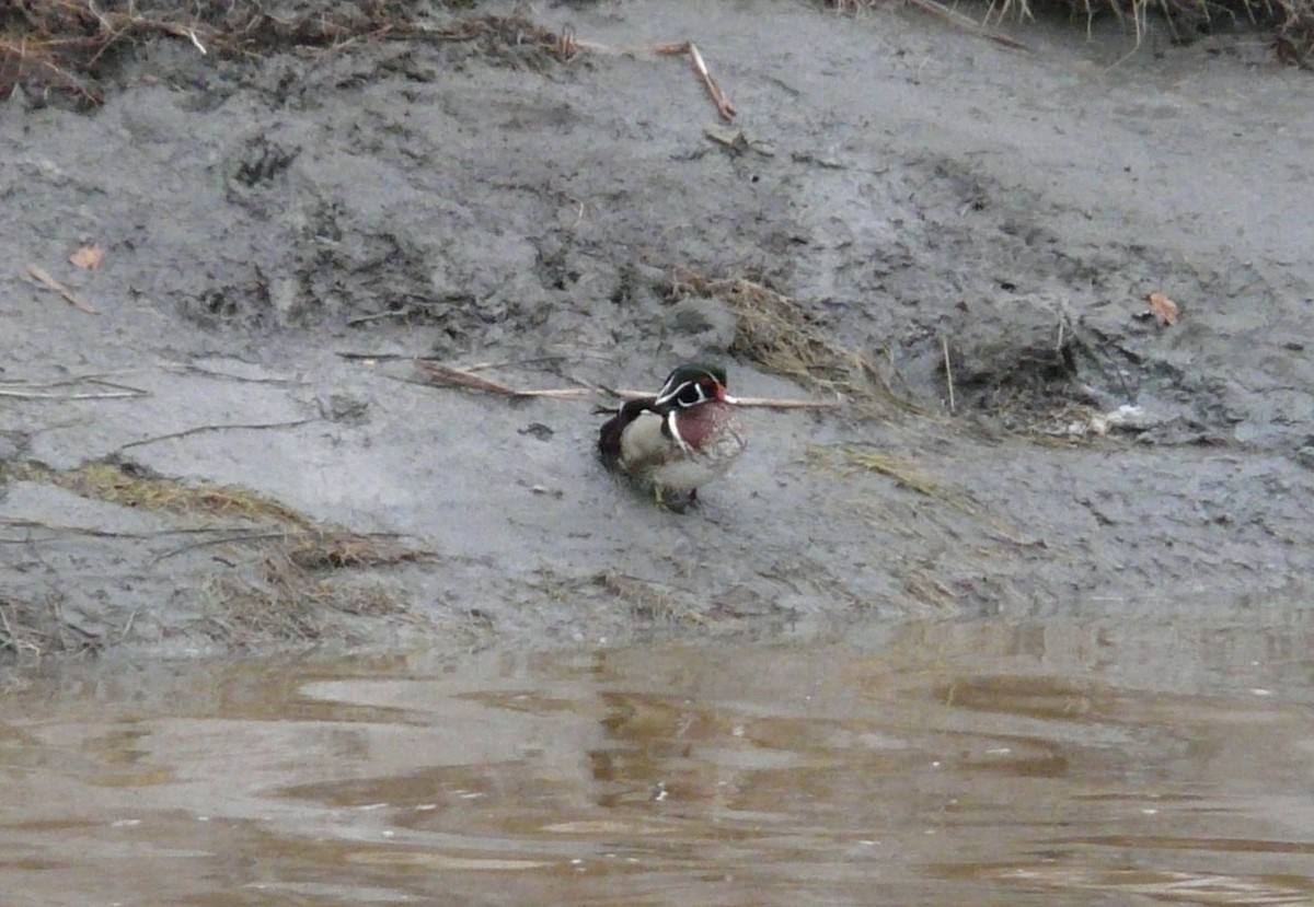 Wood Duck - ML468709241