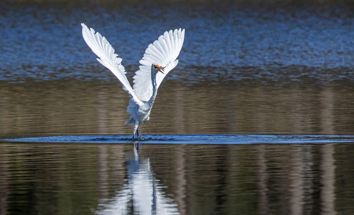 Great Egret - ML468710241