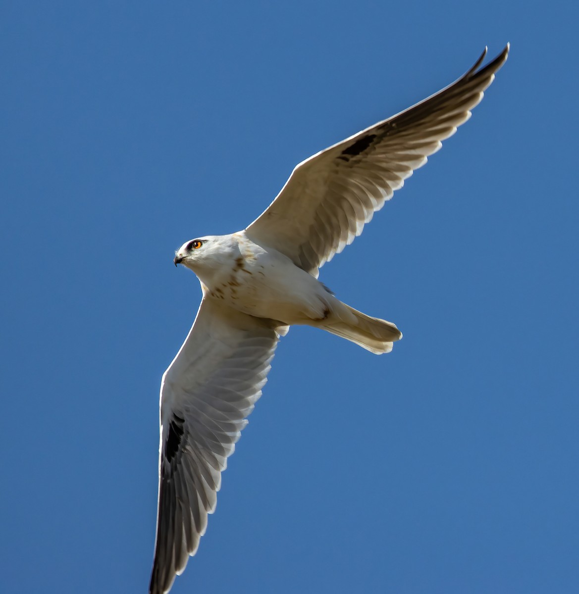 Black-shouldered Kite - Cameron Driessens