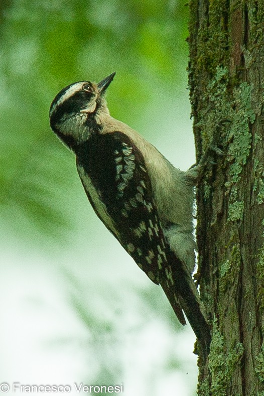 Downy Woodpecker - ML468710541