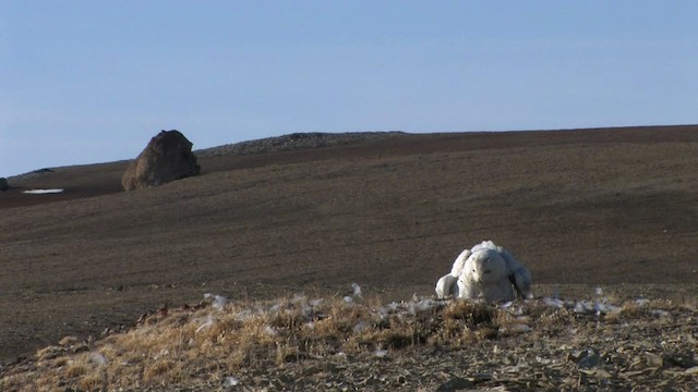 Snowy Owl - ML468711