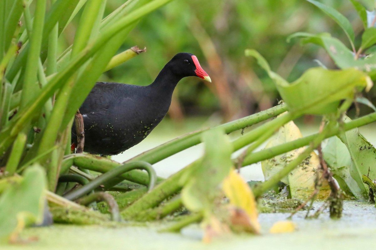 Common Gallinule - ML468711761