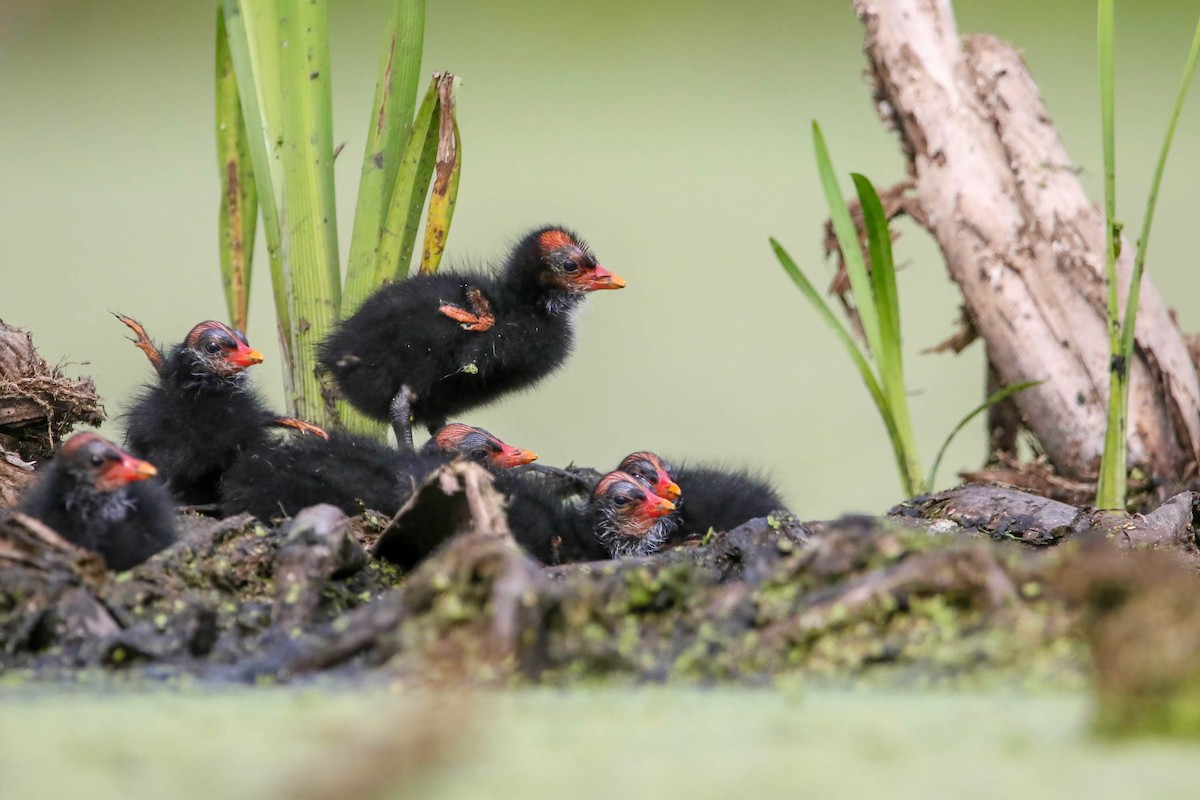 Common Gallinule - ML468711771