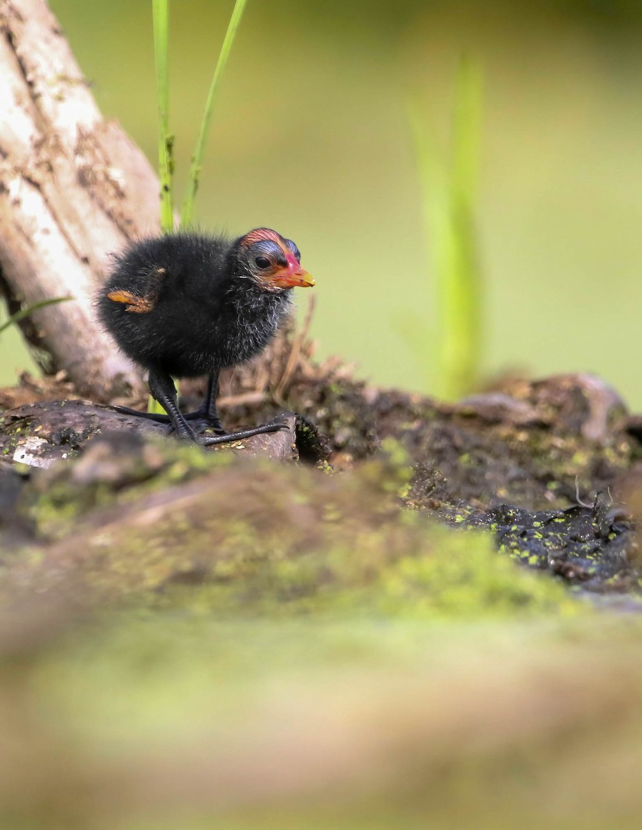 Common Gallinule - ML468711781