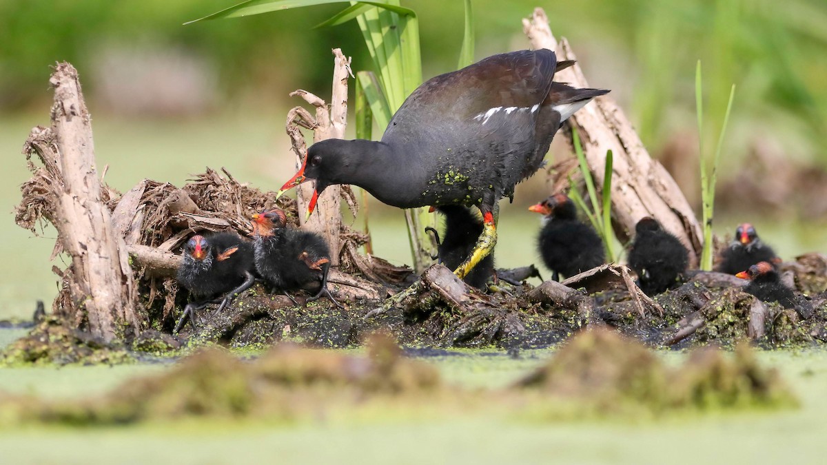 Common Gallinule - Joseph Malott