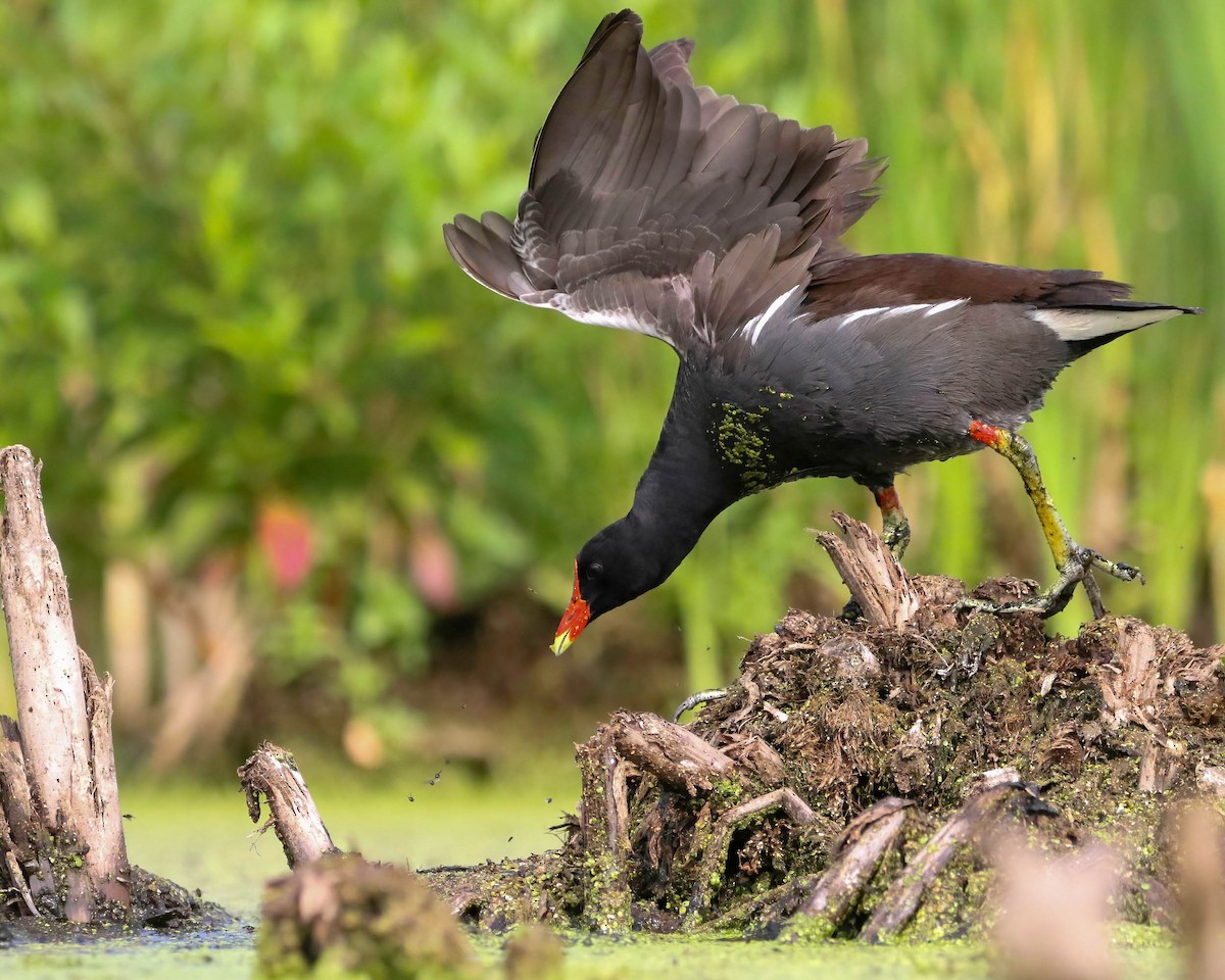 Common Gallinule - ML468711821