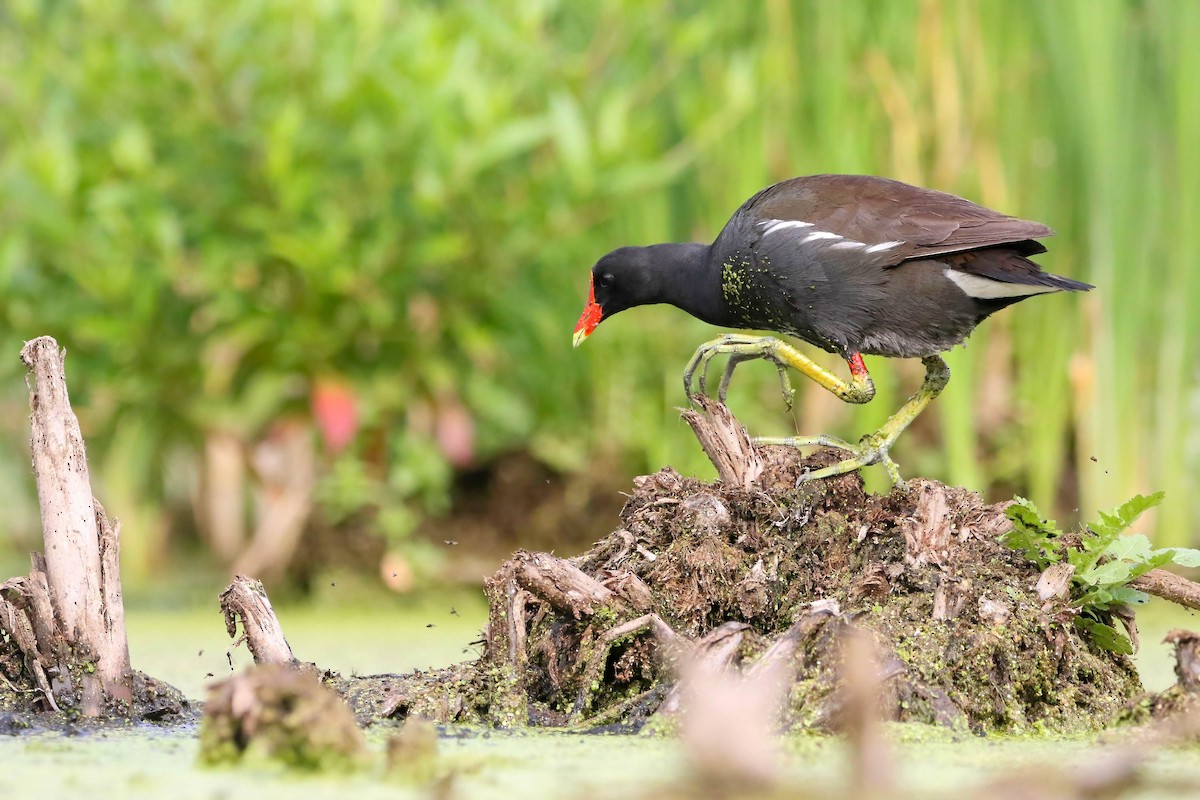 Common Gallinule - Joseph Malott