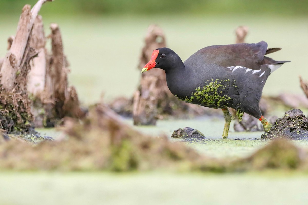 Common Gallinule - ML468711851