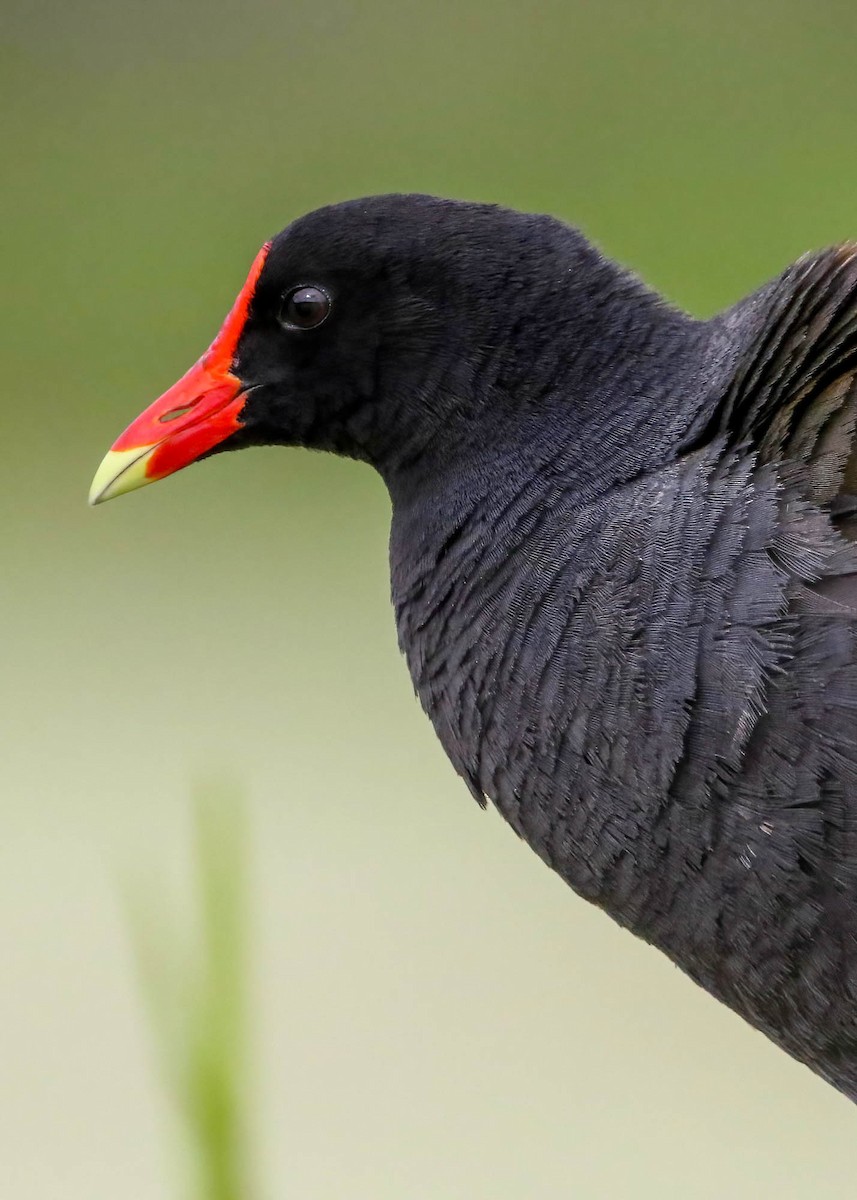 Common Gallinule - ML468711901