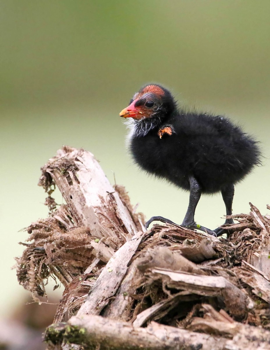 Common Gallinule - ML468711911