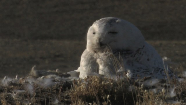 Snowy Owl - ML468713