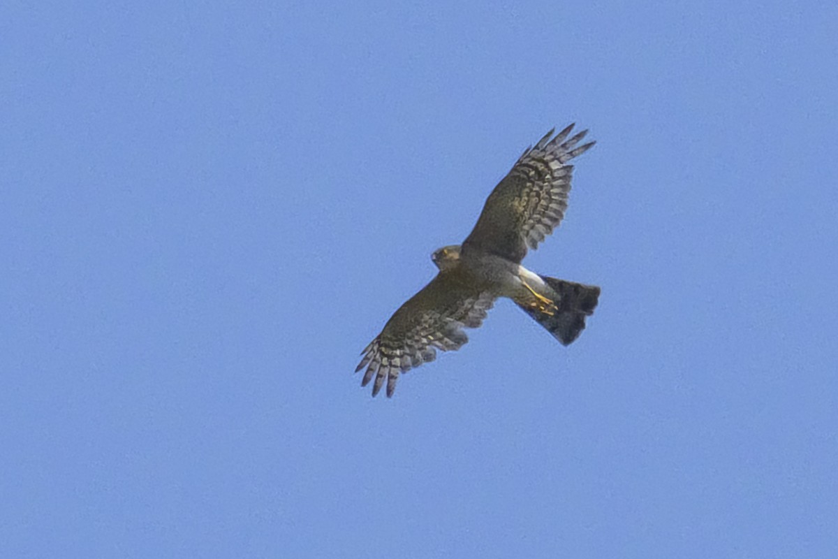 Eurasian Sparrowhawk - ML468713461